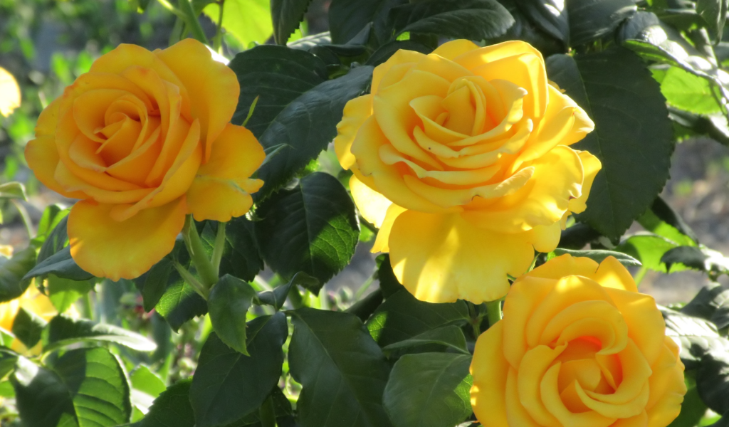 Три красивые нежные желтые розы на клумбе 