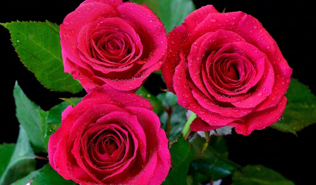 Три красивых розовых розы в каплях воды