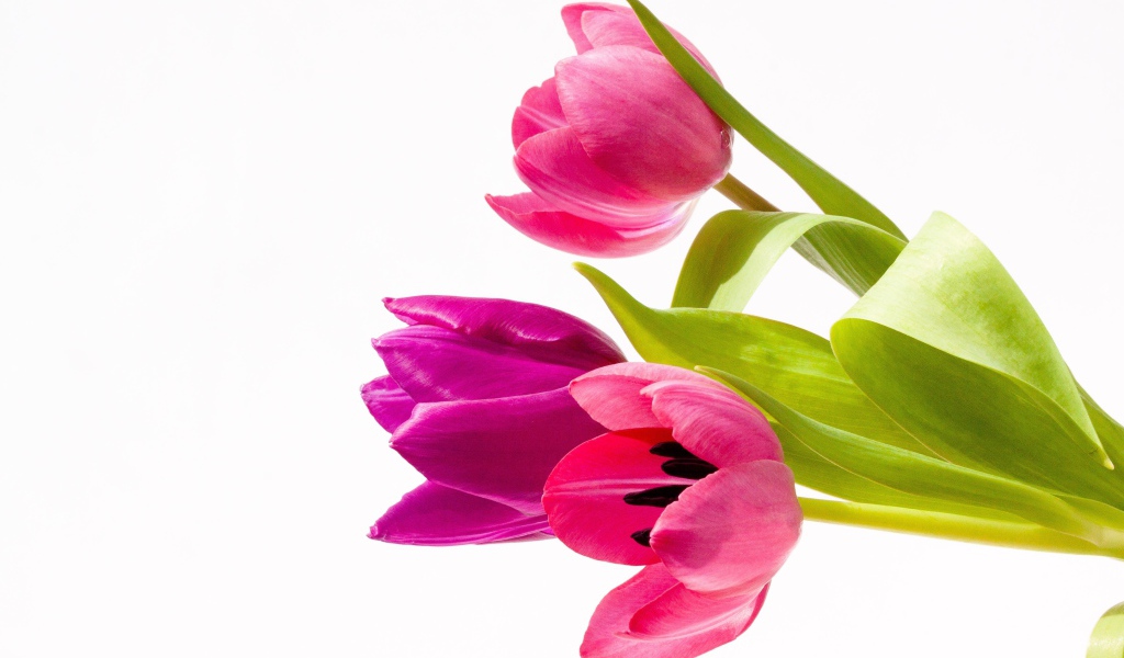 Три нежных розовых тюльпана на белом фоне