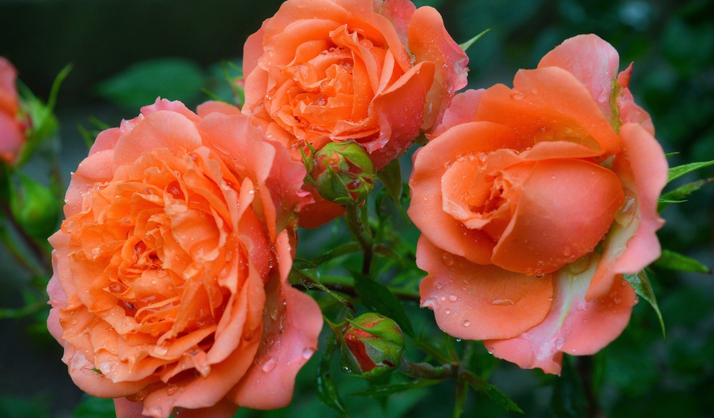 Три оранжевые розы с бутонами в каплях росы