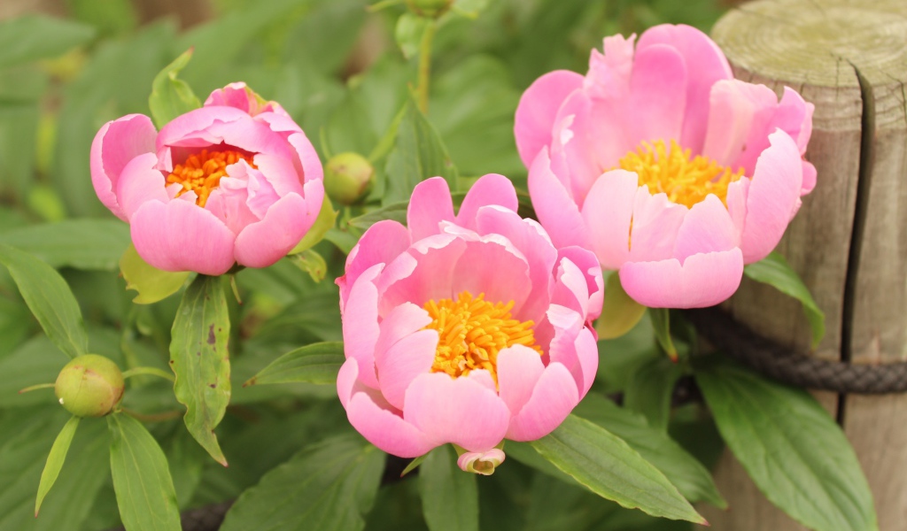 Три розовых цветка пиона