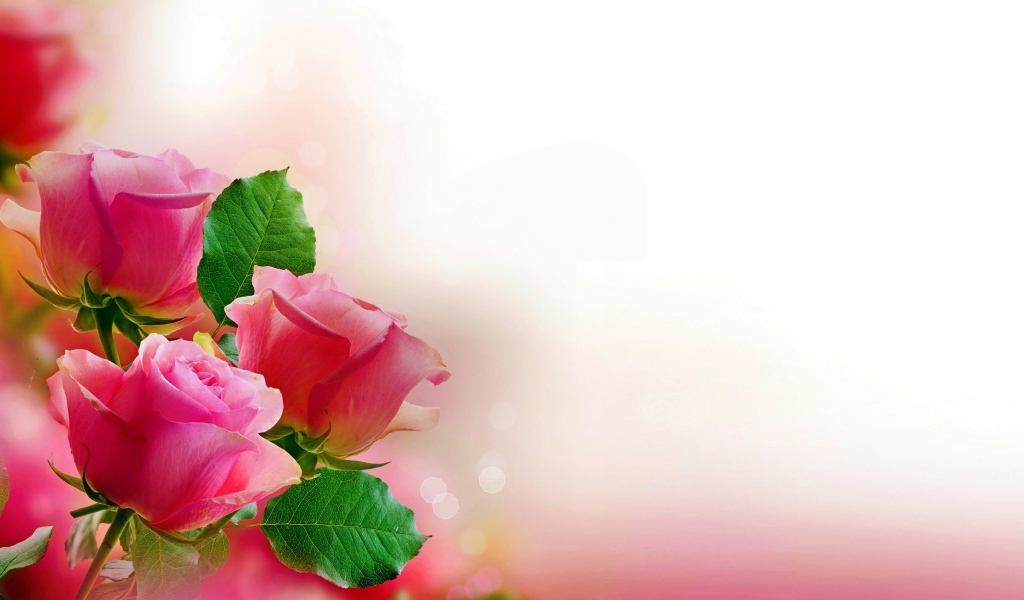 Три розовых розы, шаблон для открытки 