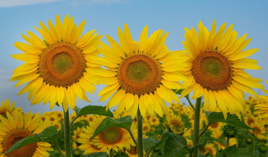 Три желтых цветущих подсолнуха под голубым небом крупным планом