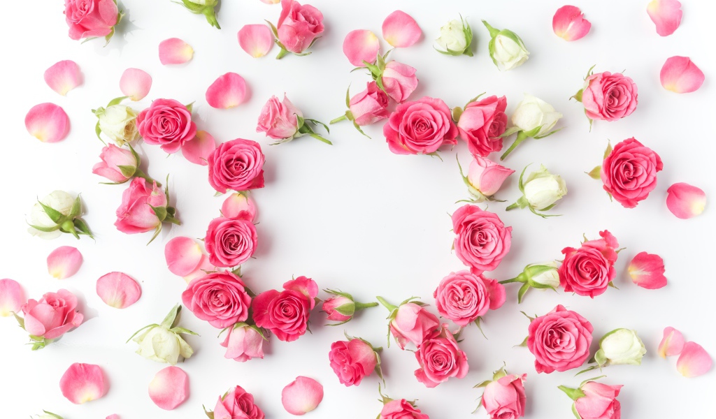 Сорванные белые и розовые розы с лепестками на сером фоне