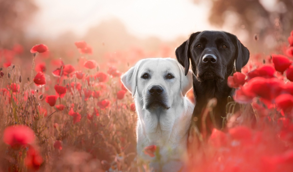 Два лабрадора в цветах красного полевого мака