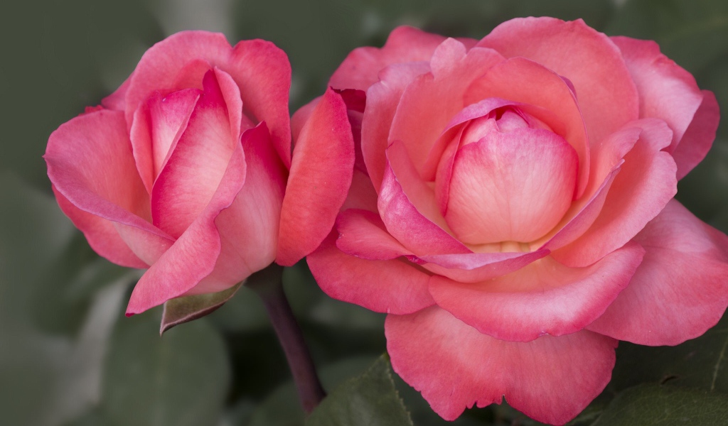 Две красивые пышные розовые розы вблизи 
