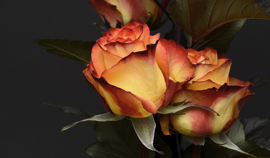 Две красивые оранжевые розы на сером фоне