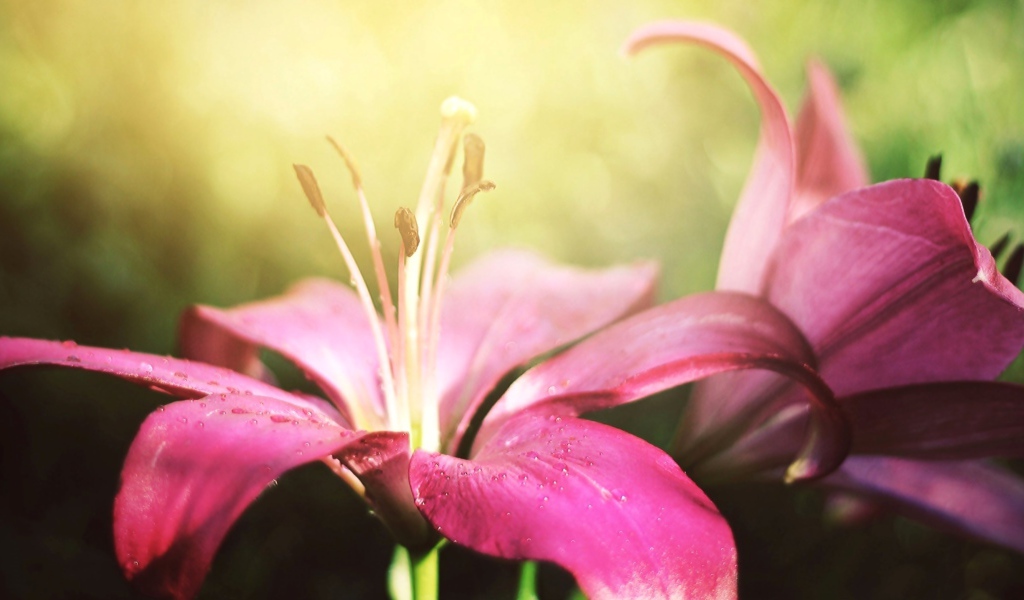Две красивые розовые лилии 