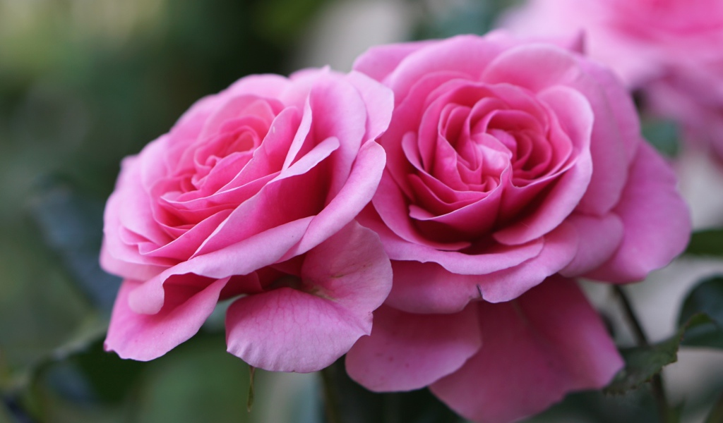 Две красивые розовые розы крупным планом