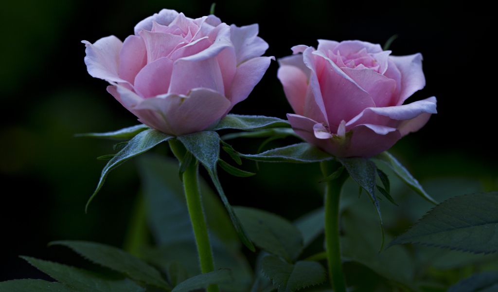 Две красивых розовых розы на клумбе