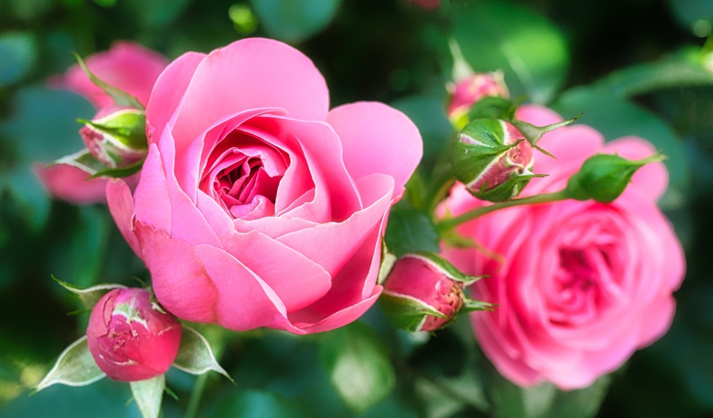 Две красивые розовые розы с бутонами