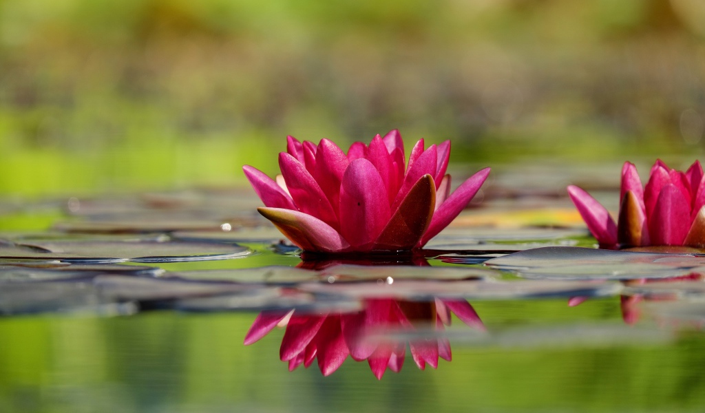 Два красивый розовых цветка водяной лилии в воде 