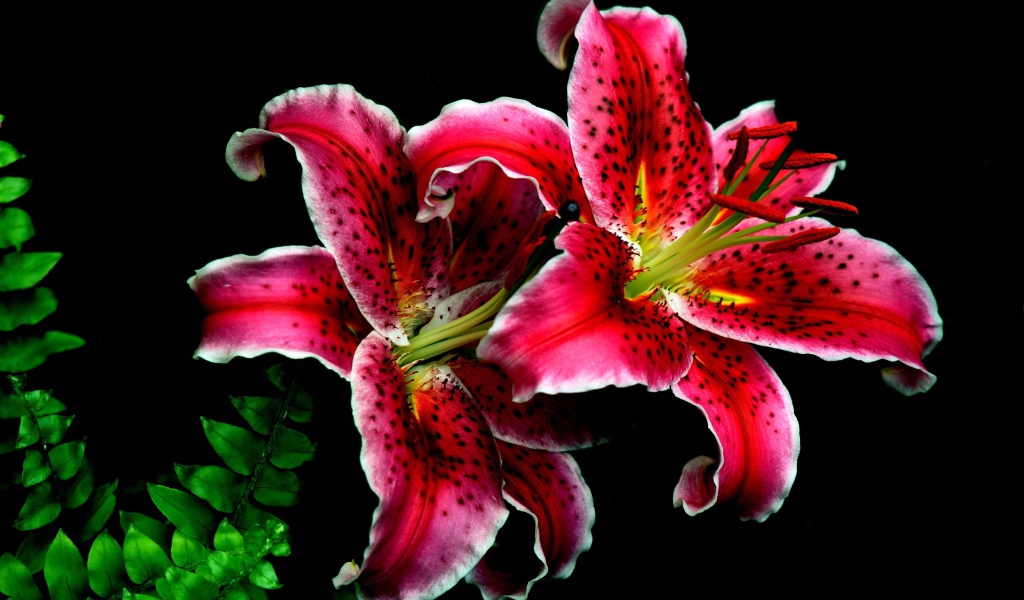 Две красивые тигровые лилии на черном фоне