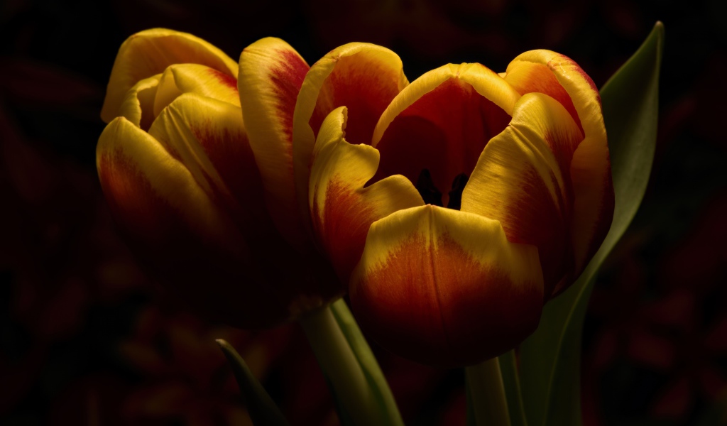 Два красивых тюльпана крупным планом