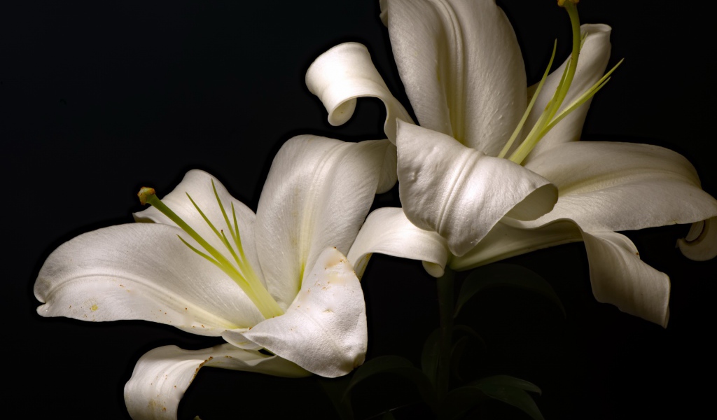 Две красивые белые лилии на черном фоне