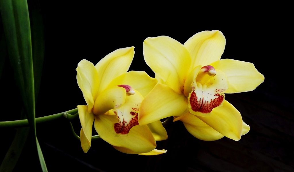 Два красивых желтых цветка орхидеи на черном фоне