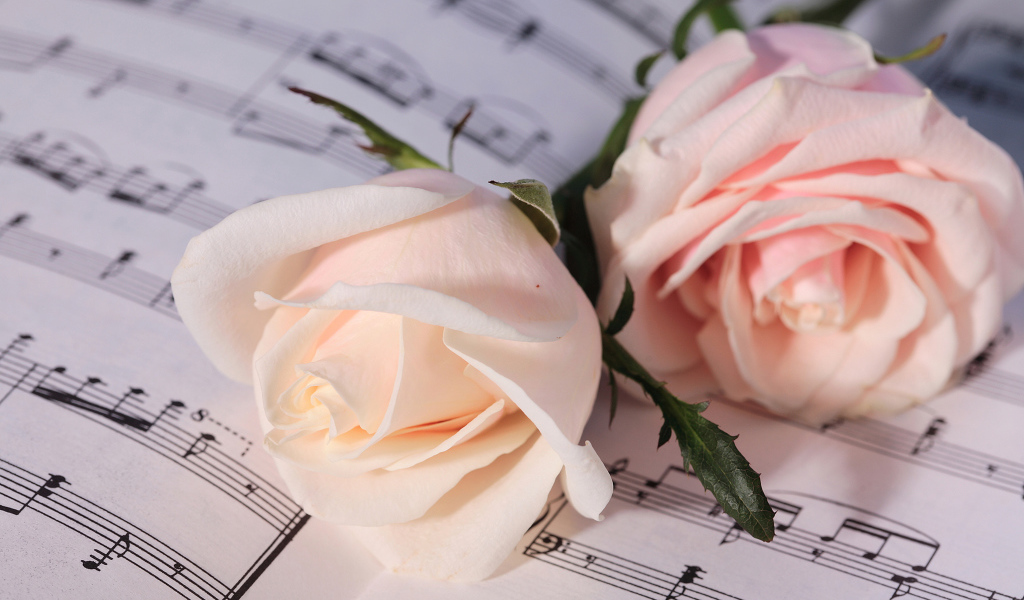 Две нежные розовые розы лежат на нотах 