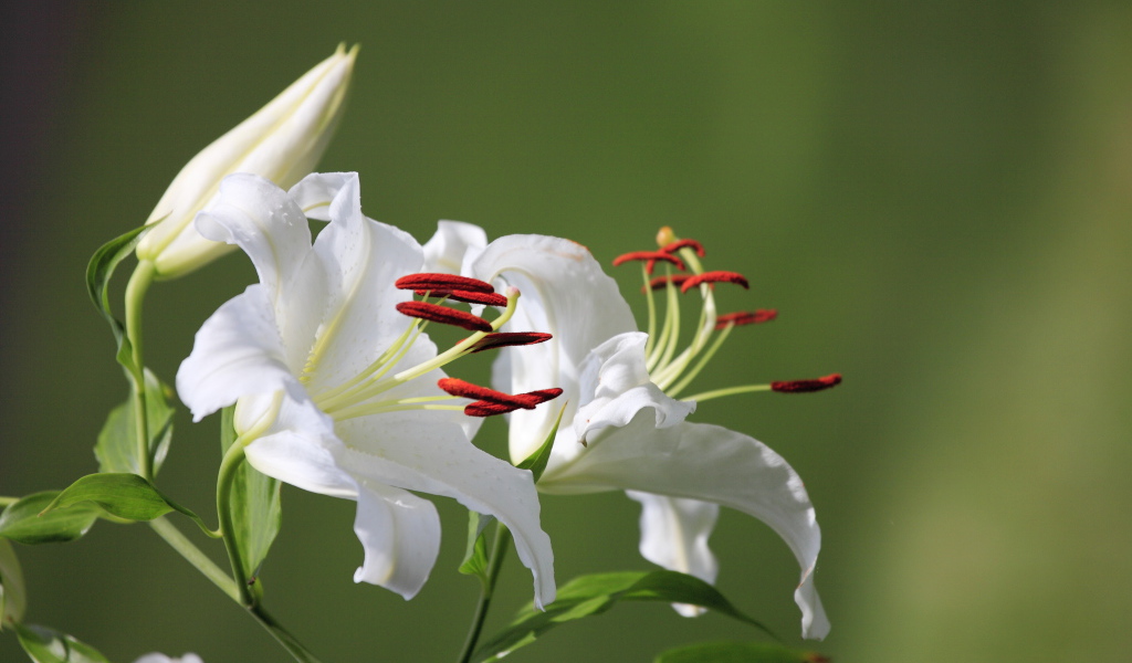 Две нежные белые лилии с бутоном