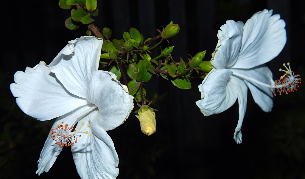 Два больших белых цветка гибискуса с бутонами