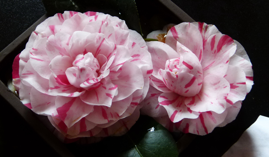 Два розовых цветка камелии крупным планом