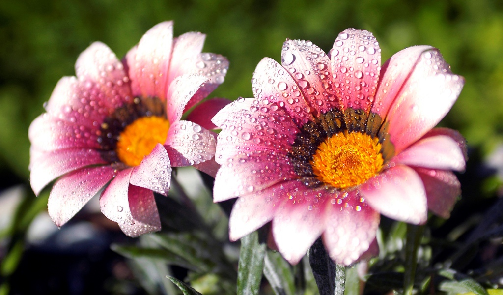 Два розовых цветка газании в каплях росы