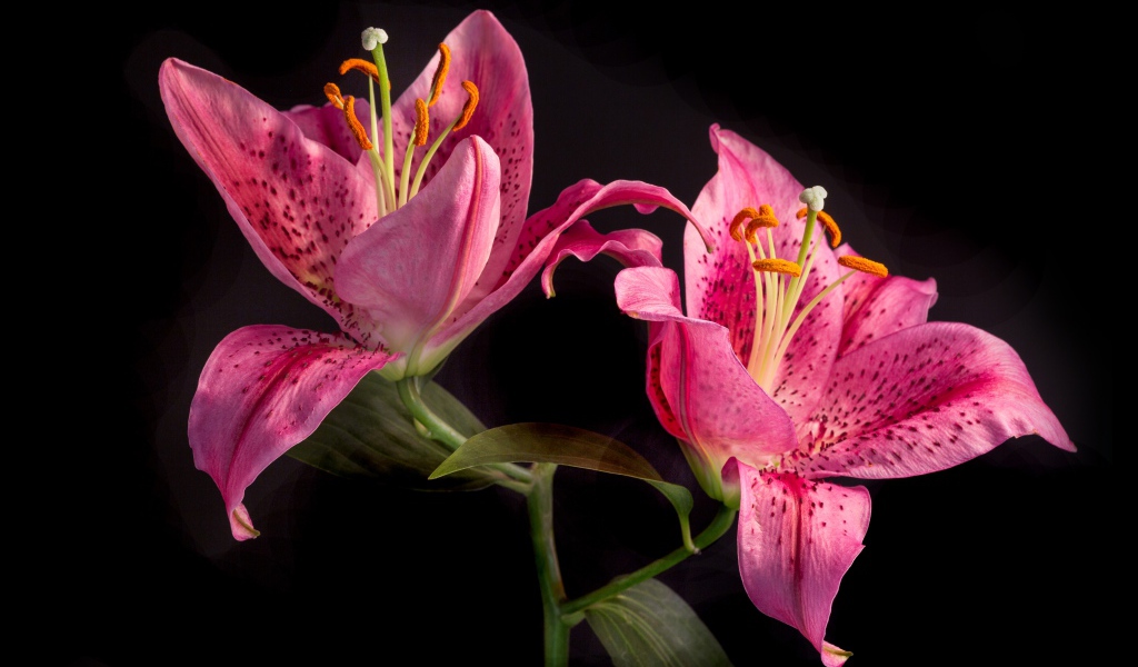 Две розовые тигровые лилии на черном фоне