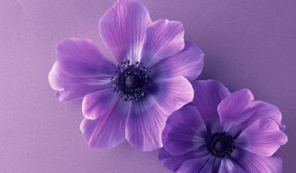 Два сиреневых цветка анемоны