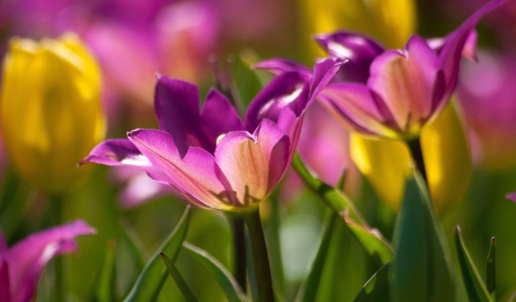 Два фиолетовых цветка тюльпана крупным планом