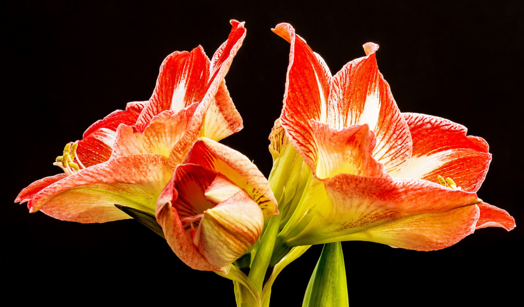 Два красных цветка амариллиса на черном фоне