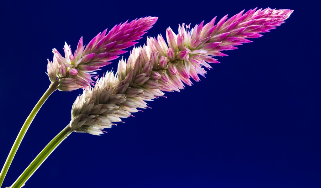 Два колоска на синем фоне