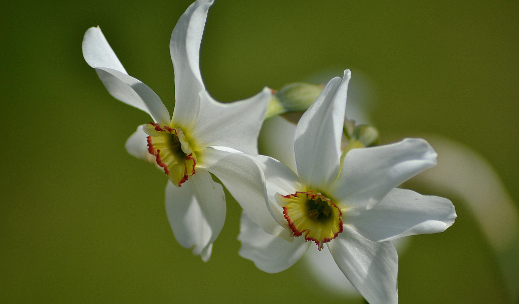 Два нежных белых нарцисса крупным планом