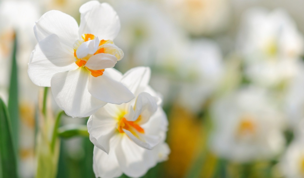 Два белых цветка нарцисса крупным планом