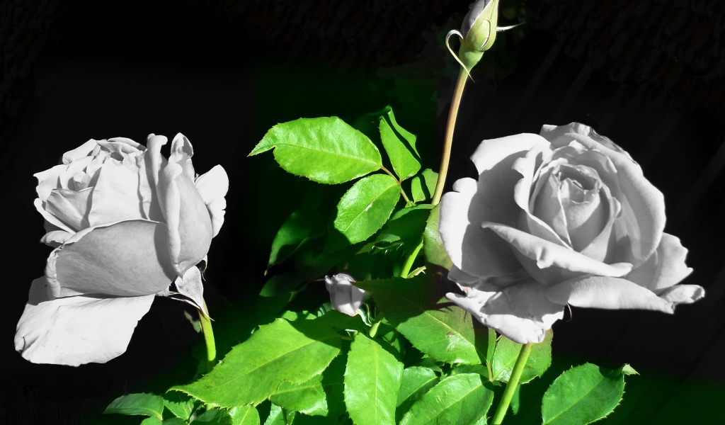 Две белые розы с бутонами в лучах солнца
