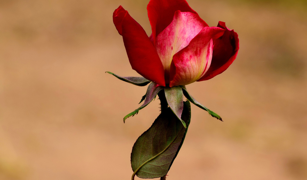 Нераспустившаяся красная роза