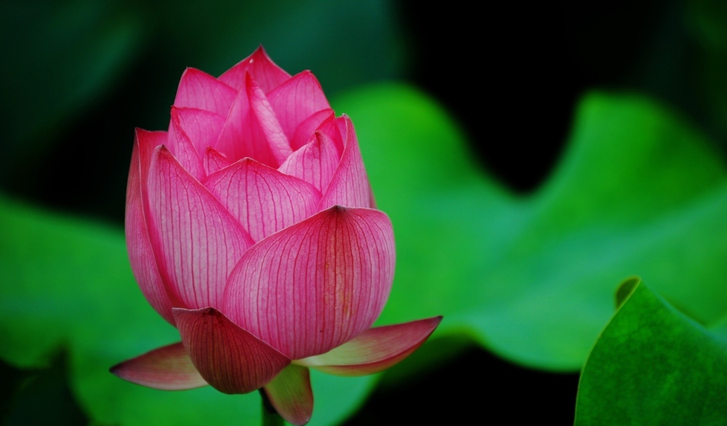 Нераспустившийся розовый цветок лотоса