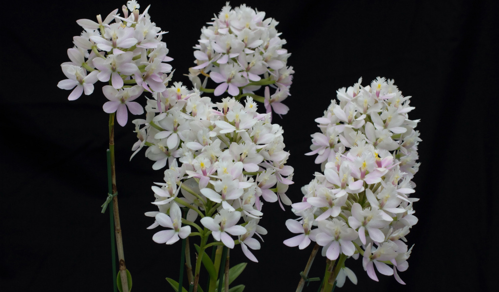 Необычные белые экзотические цветы орхидеи