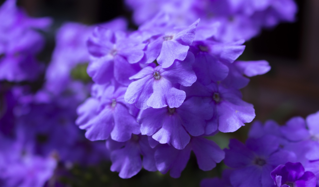 Фиолетовый цветок гортензии крупным планом