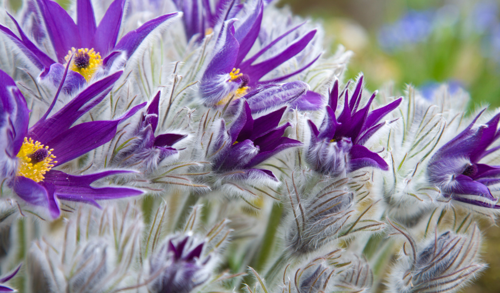 Фиолетовые цветы прострел с бутонами крупным планом