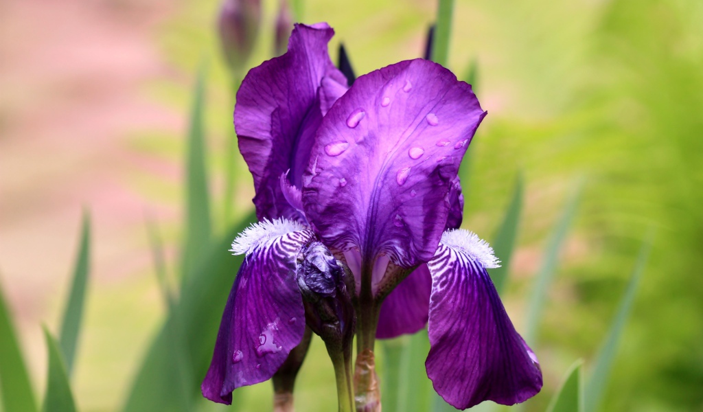 Фиолетовый цветок ириса в каплях дождя крупным планом