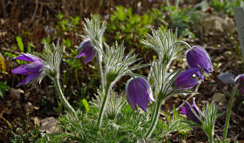 Фиолетовые весенние цветы прострел