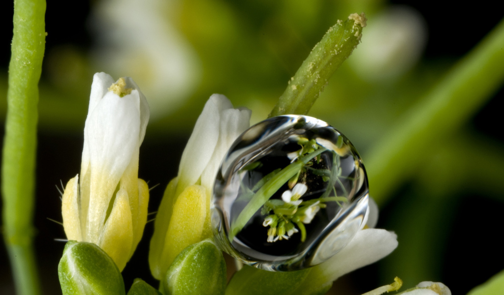 Капля воды на белом цветке крупным планом