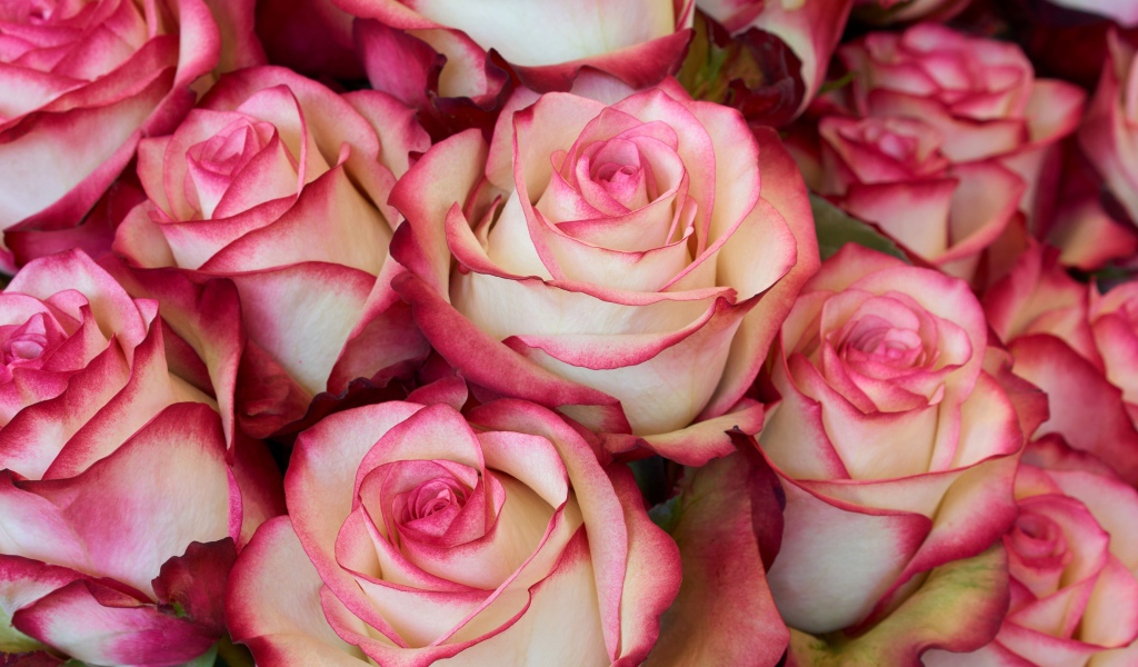 Бело - розовые большие розы крупным планом