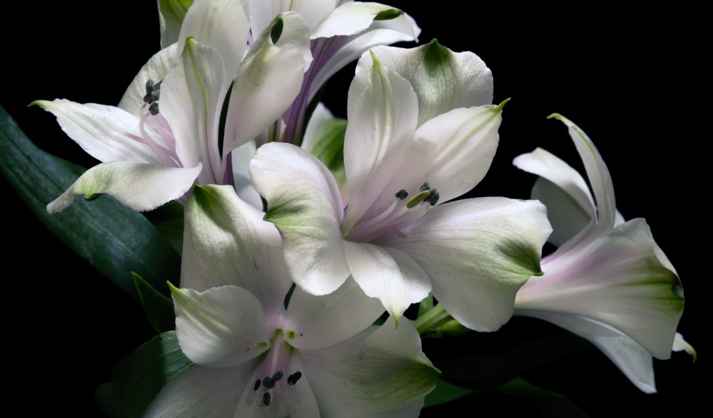 Белые цветы альстрёмерия на черном фоне