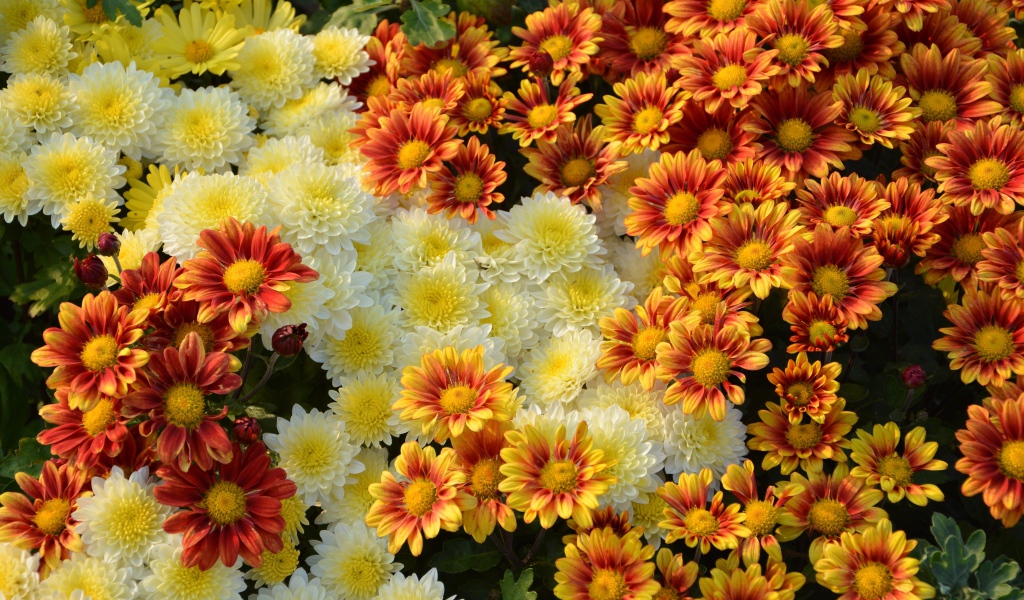 Белые и оранжевые хризантемы на клумбе