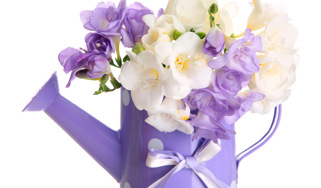 Белые и фиолетовый цветы фрезии в лейке на белом фоне