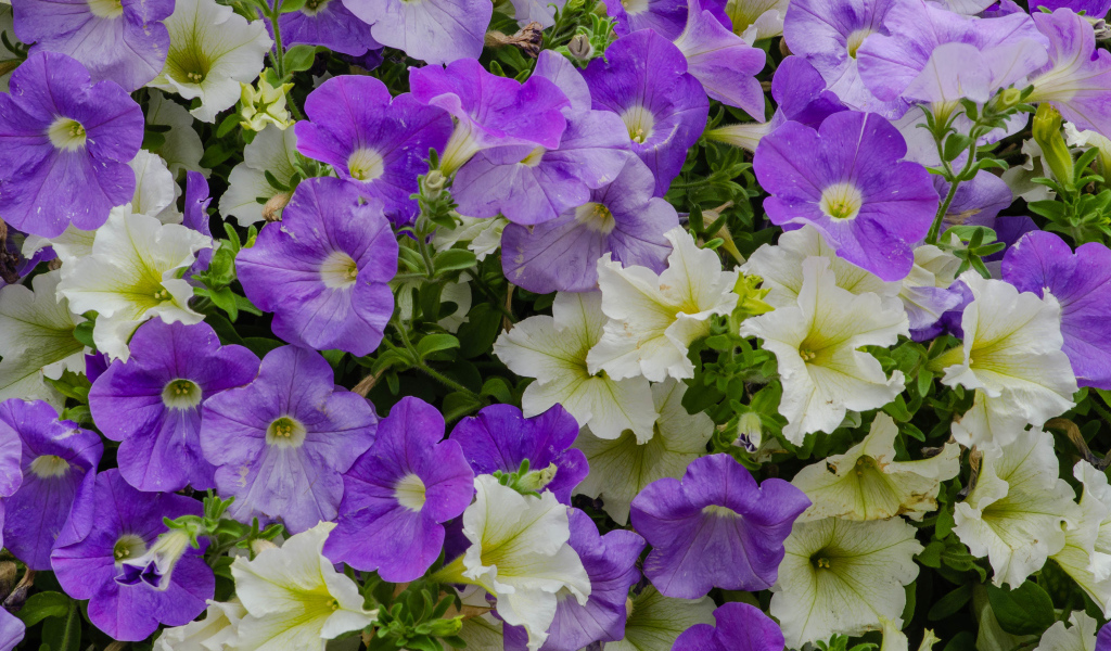Белые и фиолетовые цветы петунии крупным планом