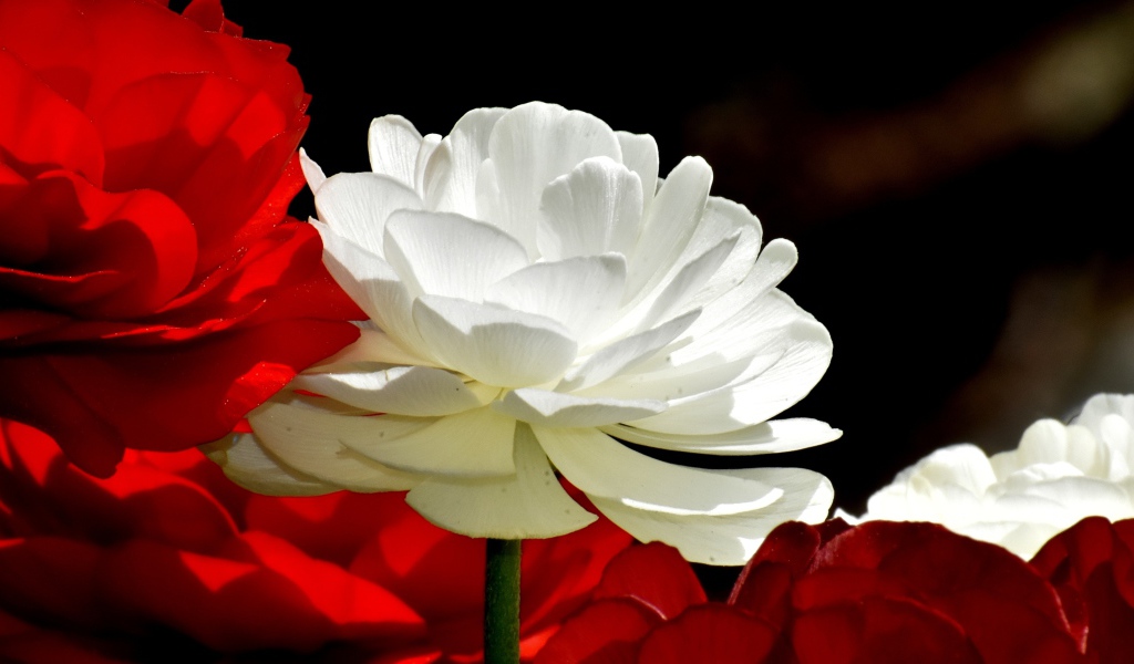 Белые и красные цветы лютика