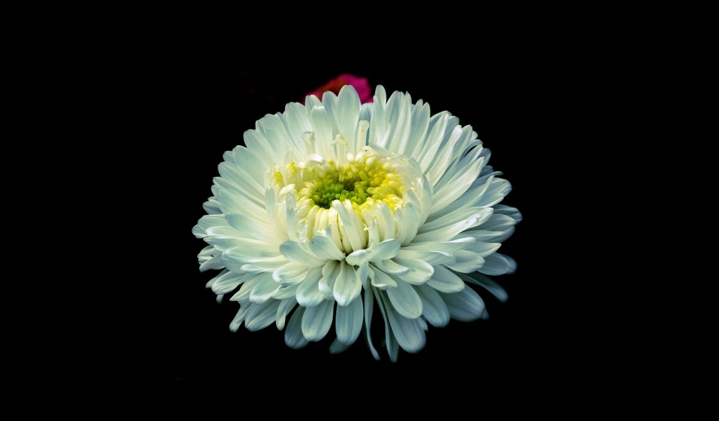 Белый цветок астры на черном фоне