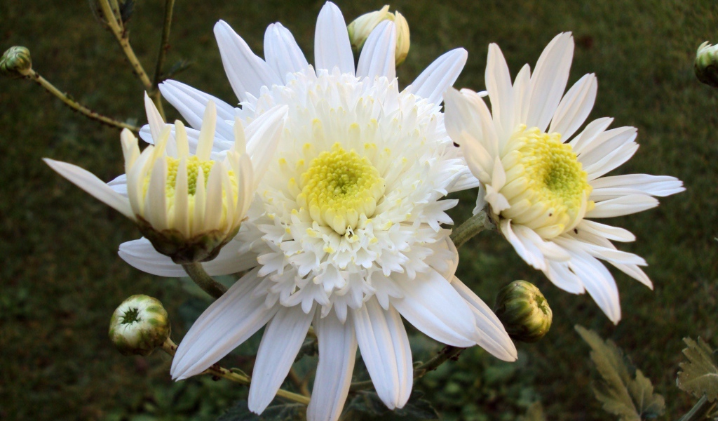 Белые осенние цветы хризантемы с бутонами крупным планом