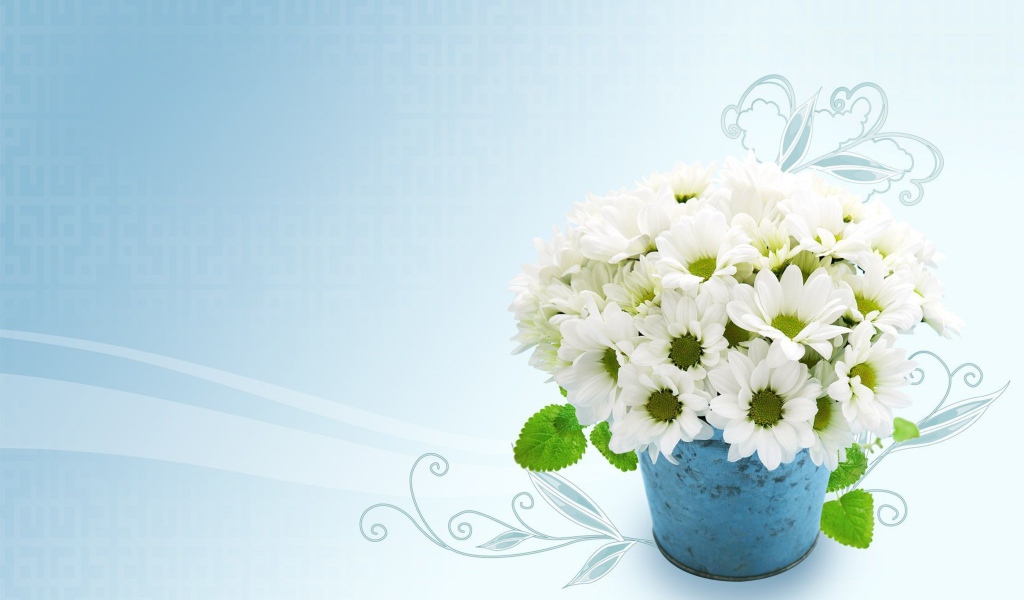 Белые красивые хризантемы на голубом фоне